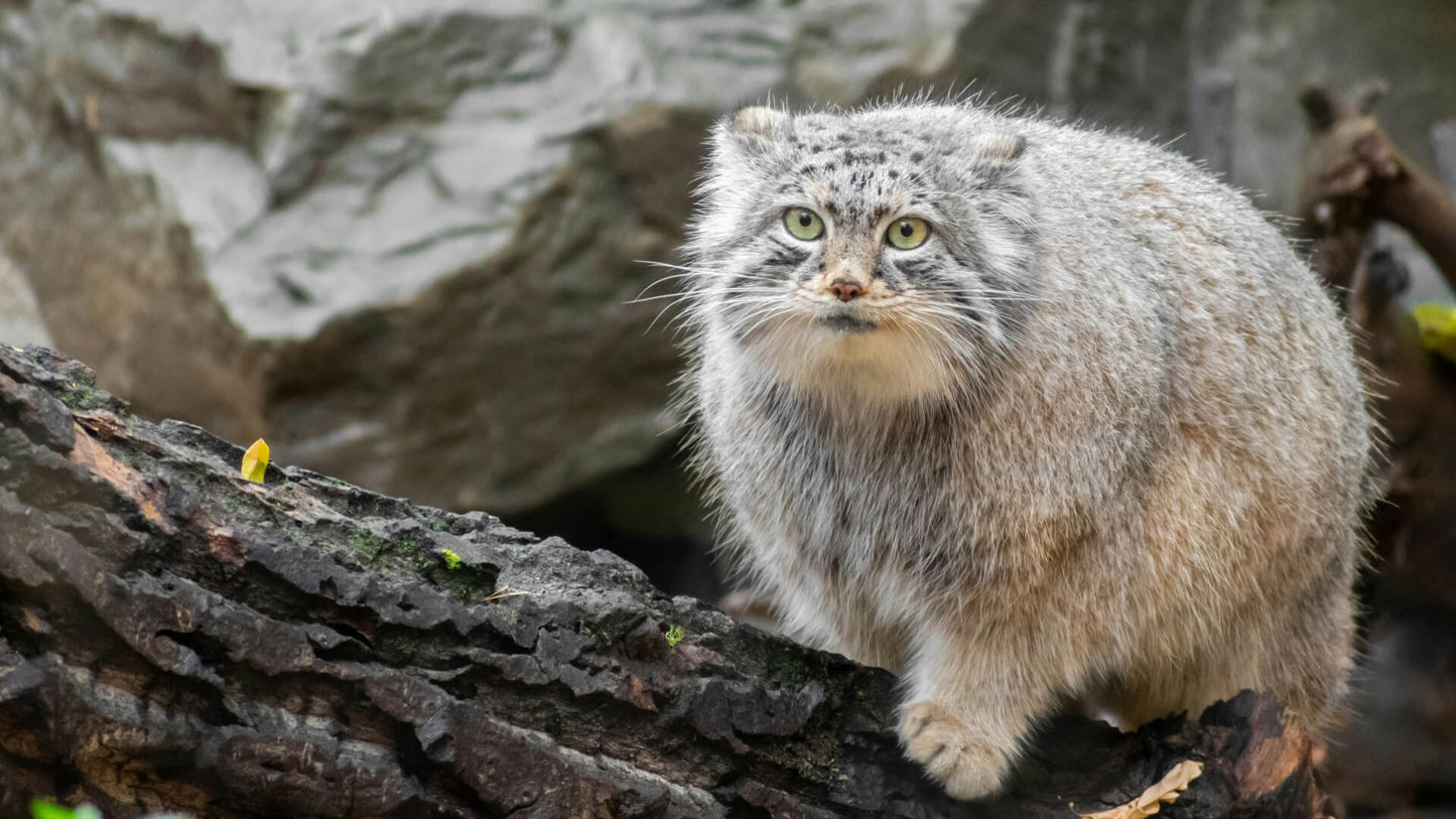 Who is MANUL