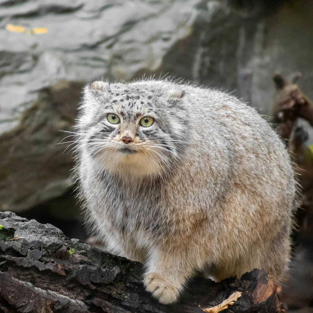 MANUL
