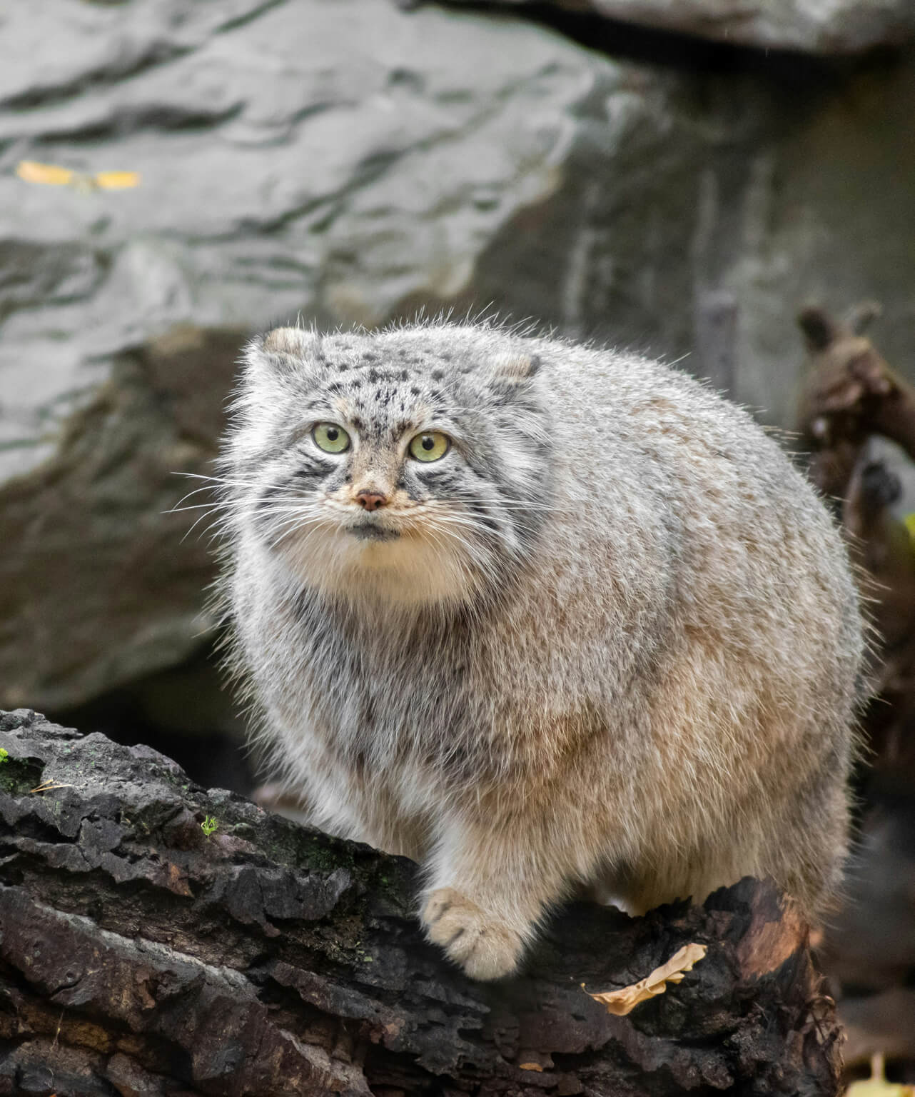 MANUL